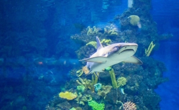 Audubon Aquarium