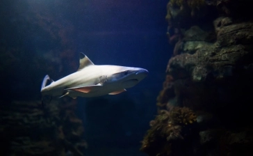 Aquarium de Barcelone