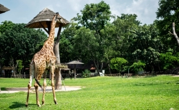 Kilimanjaro Safaris