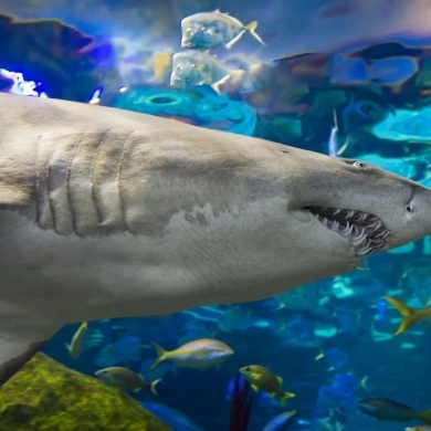 Ripley's Aquarium of Canada