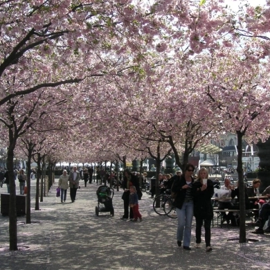 Kungsträdgården