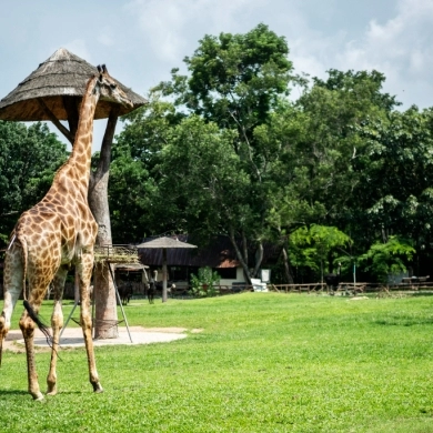 Kilimanjaro Safaris